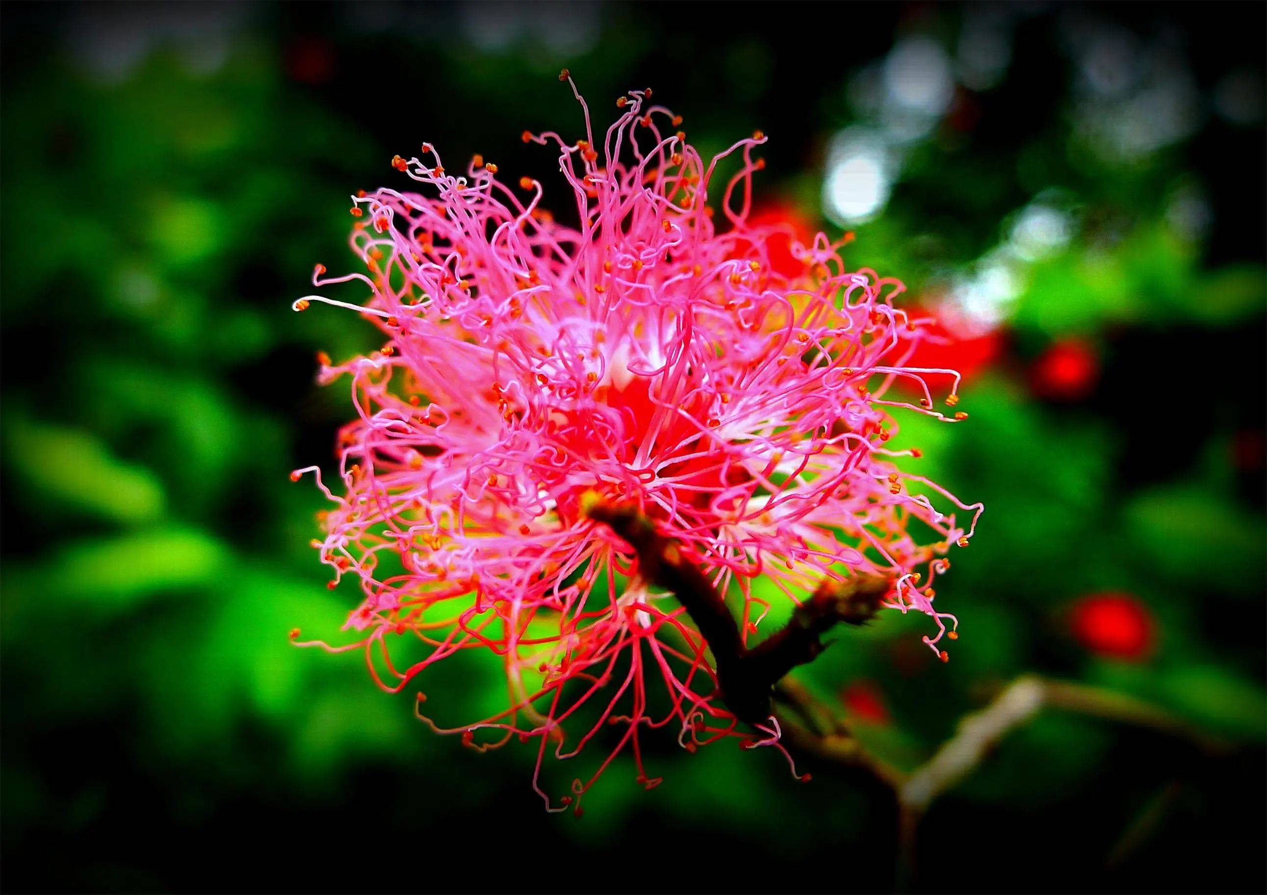 红粉扑花美人面