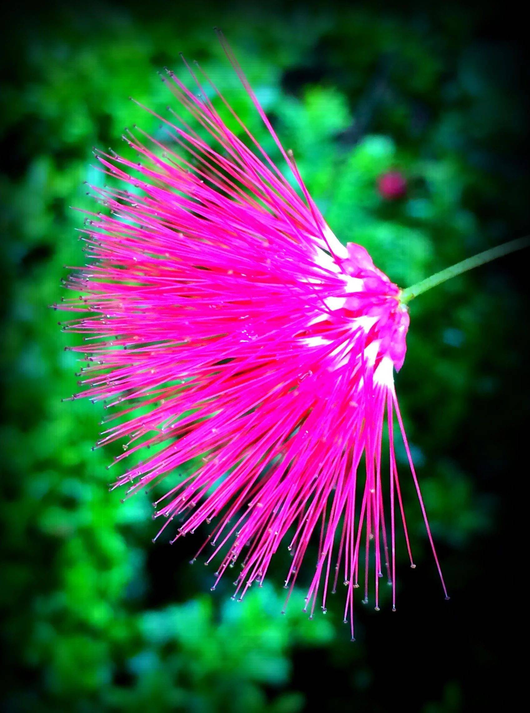 红粉扑花美人面