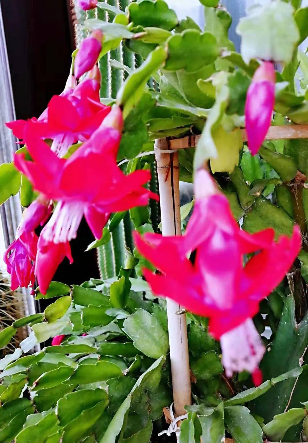 晒图 | "我养的钝齿蟹爪兰,花开正旺!