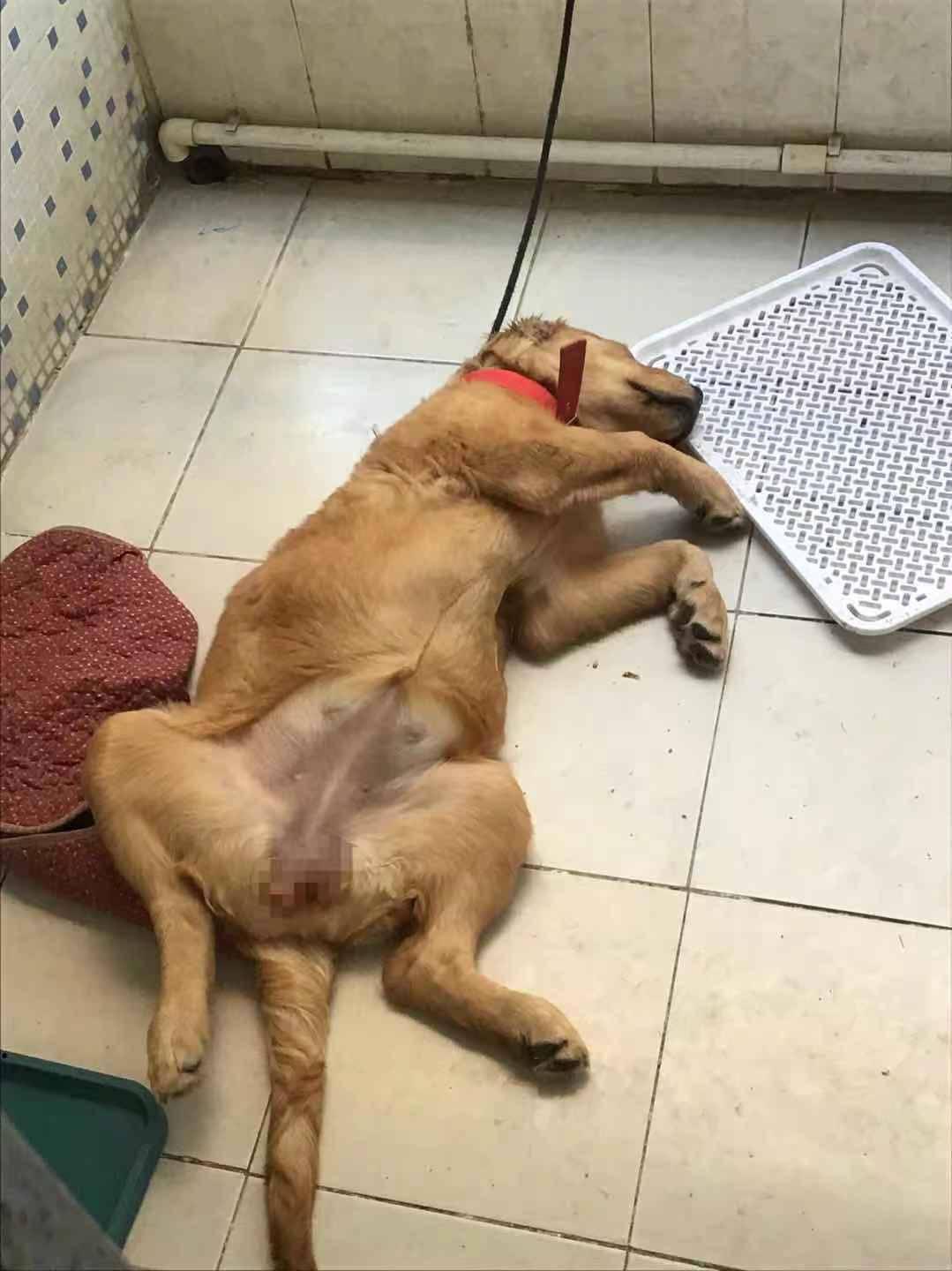 无偿领养广东6个月母金毛疫苗全狗友群