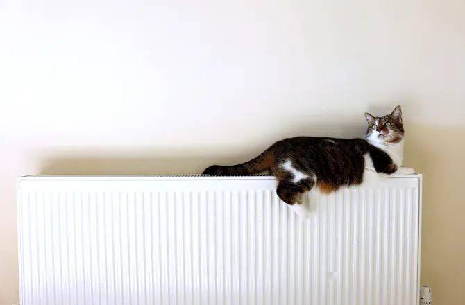 萌宠知识 | 五种方法让猫咪在冬季保持温暖