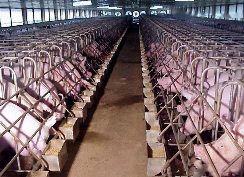 养猪放弃盖猪舍,这样来建猪棚,成本低而且干净卫生!_建设