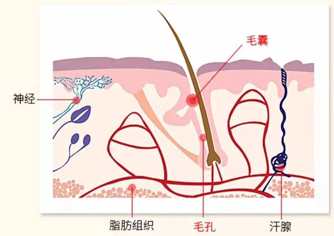 神經和肌肉一起調節毛囊幹細胞,以 再生新的毛囊