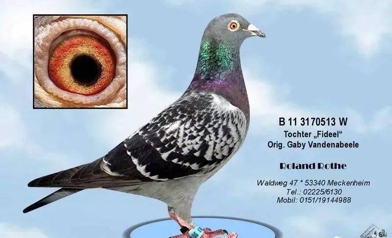 德国赛鸽大师罗斯·罗兰:独特的育种策略使其数次夺冠