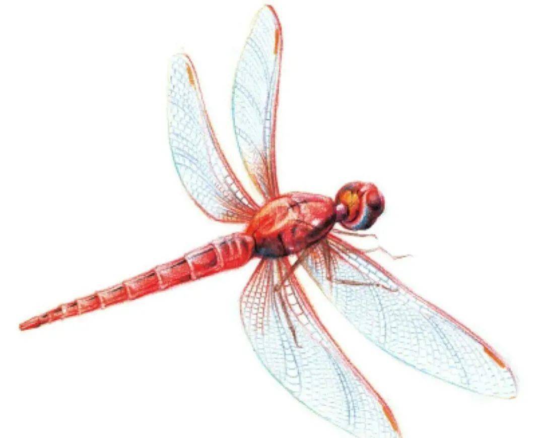 彩铅昆虫教程飞舞的非洲红蜻蜓