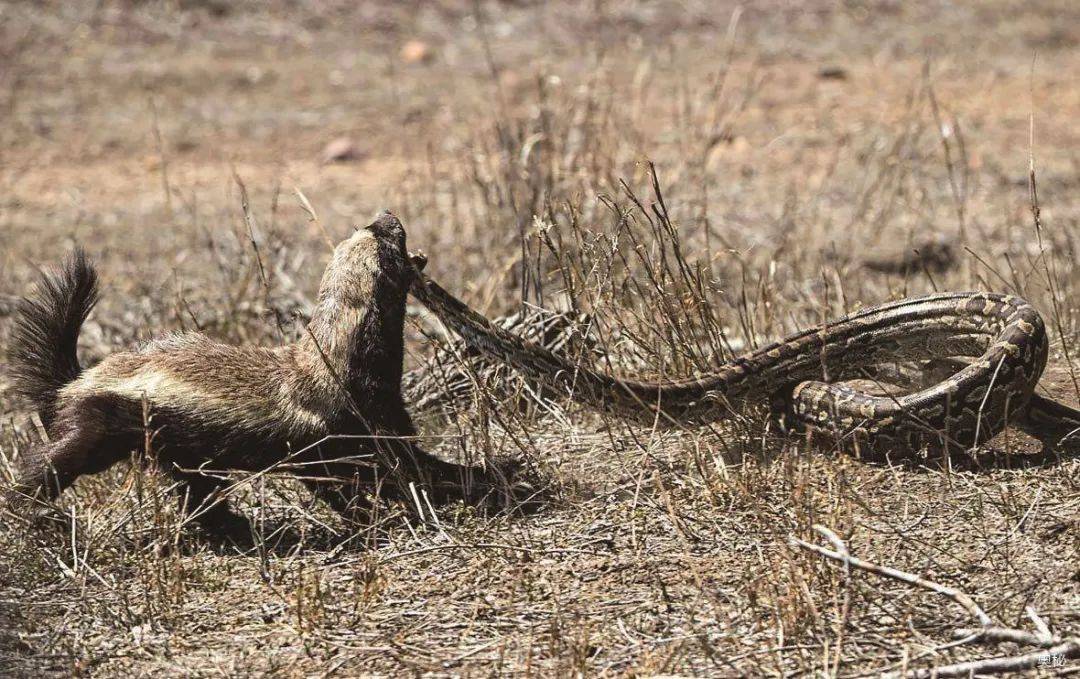 灭蛇驱狮的平头哥——蜜獾在一段蜜獾勇斗狮子的视频中,两只蜜獾面对