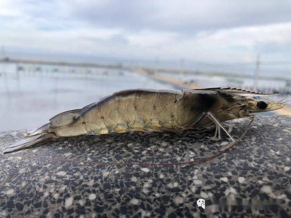 盐,在对虾养殖中的妙用!