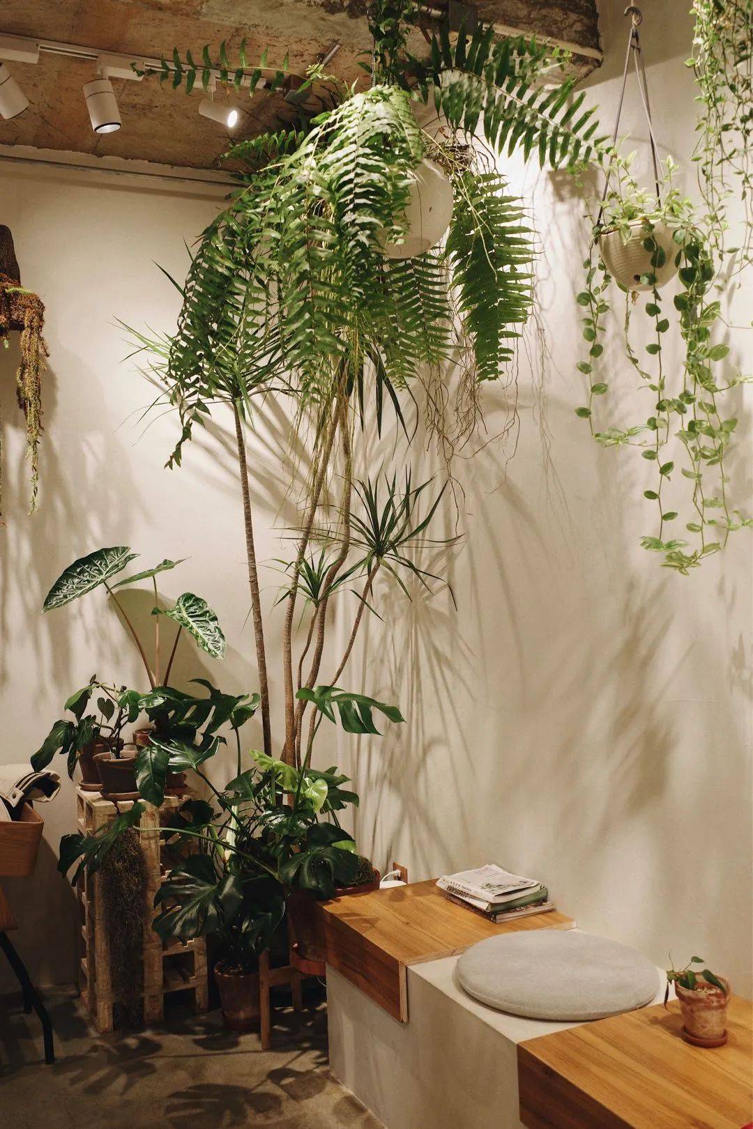 紫苏特调咖啡就像店里的绿植一样令人焕然一新,入口紫苏清爽宜人.