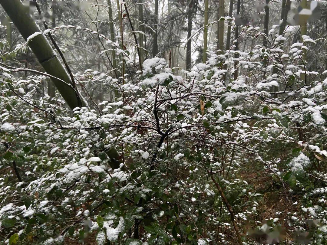 2020覆盖全梅岭的第一场雪