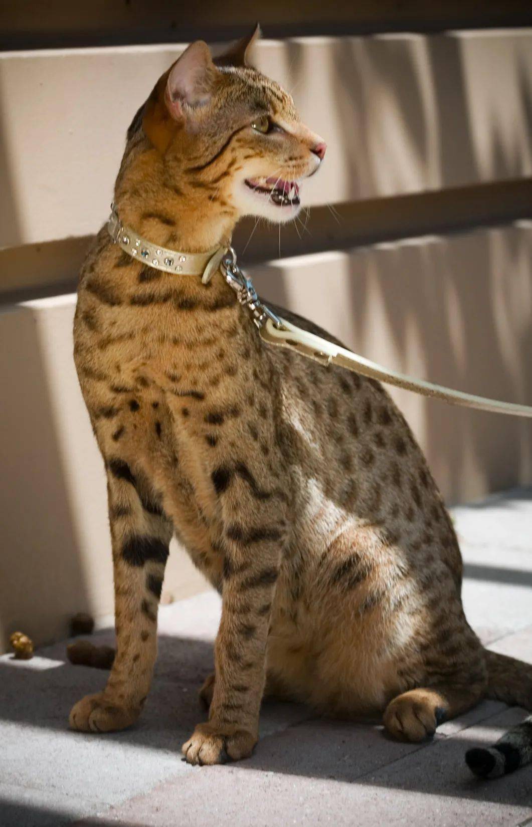 如何培育出世界上最贵的猫阿舍拉猫