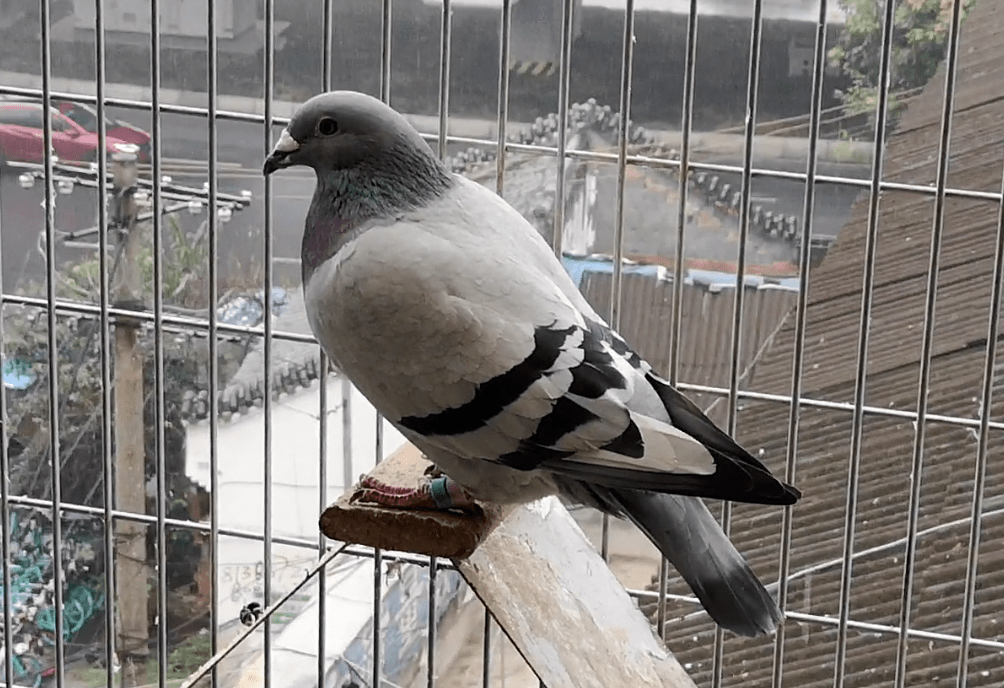 高起点引种打高端棚专访成都超越者鸽苑