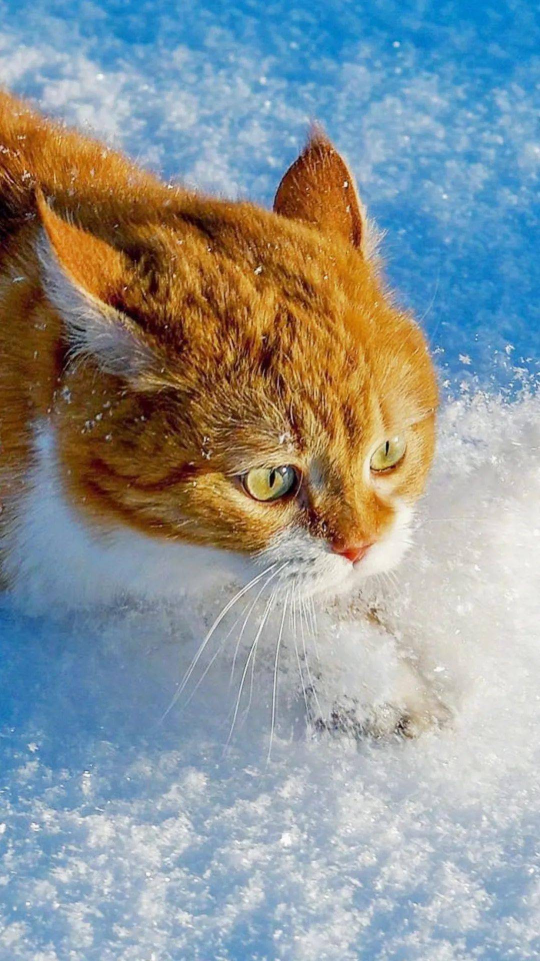 雪和猫咪竟然如此适配?
