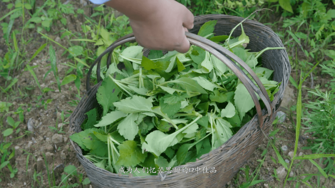 六安有句老話,將軍菜,憶苦甜.將