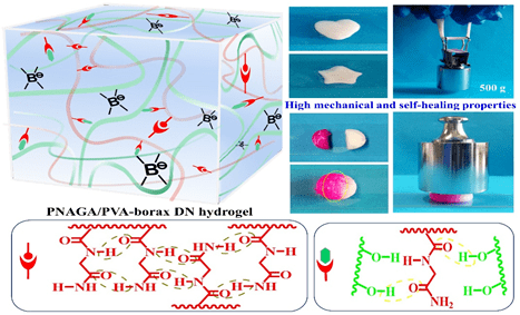 mme协同整合动态共价键和氢键构筑高强度自修复双网络水凝胶