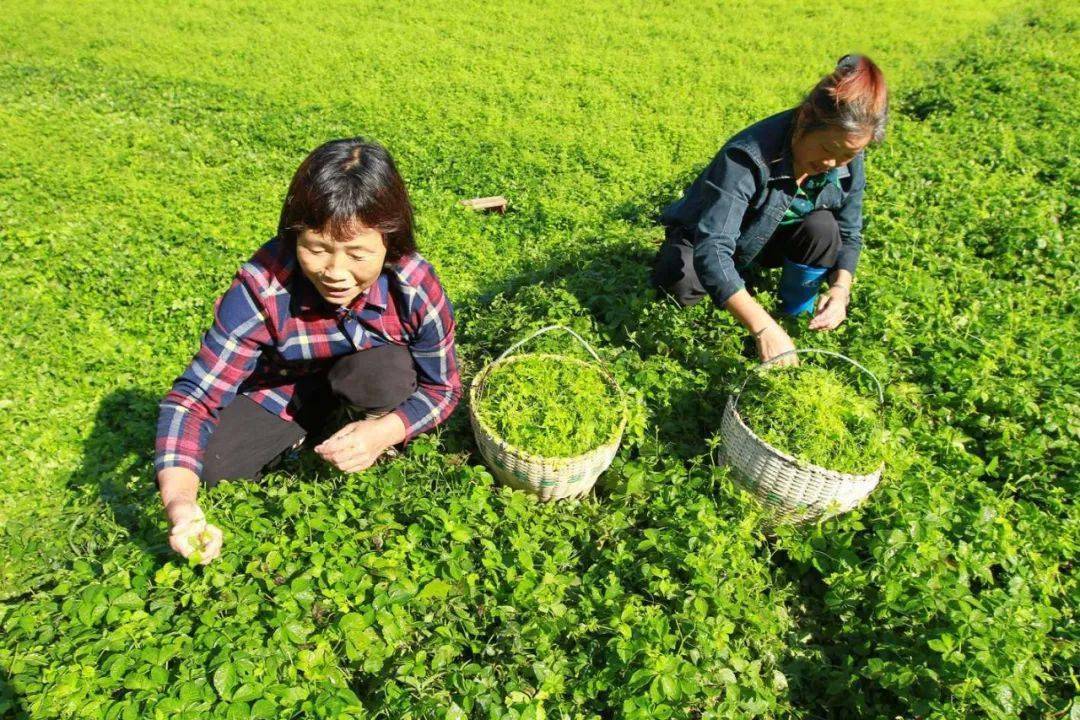 徒步到谭家湾村李会英大妈门前,一口小水池上方的水龙头冒出白哗哗的