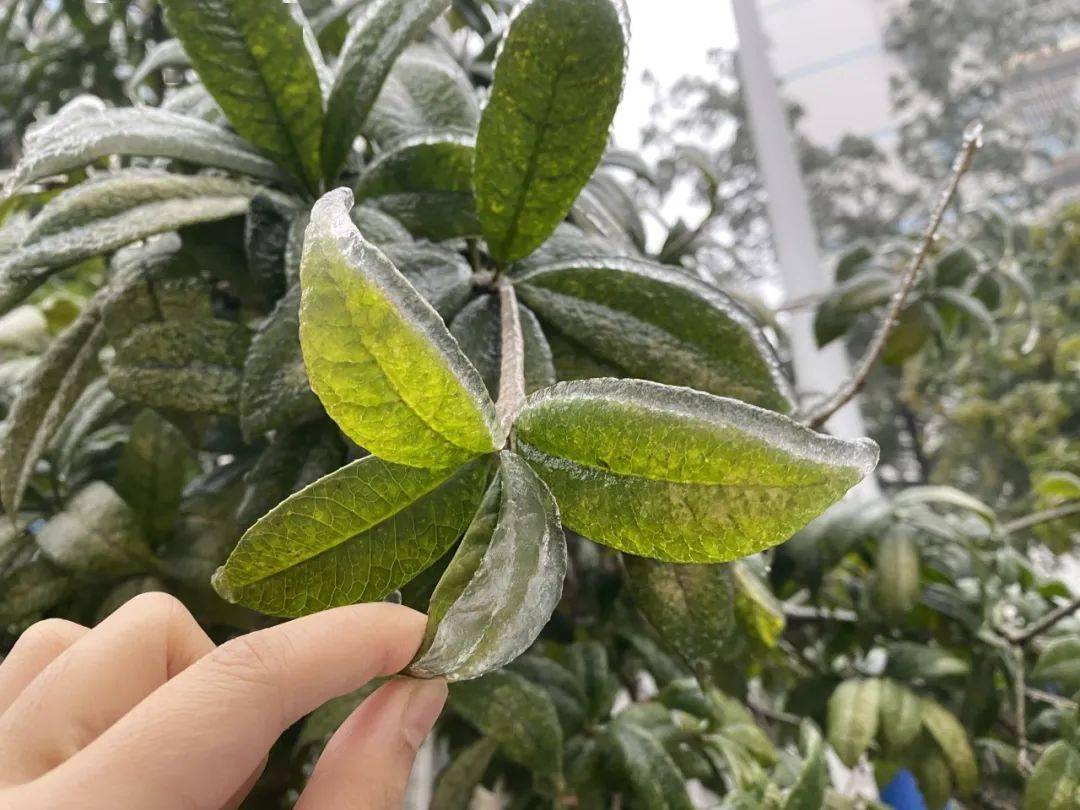 凝冻 结冰!这样的开阳其实也挺美的~开阳交通状况继续播报中!