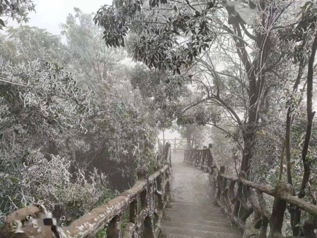 好一片冰雪风光速看河池这些地方山雾凇已上线