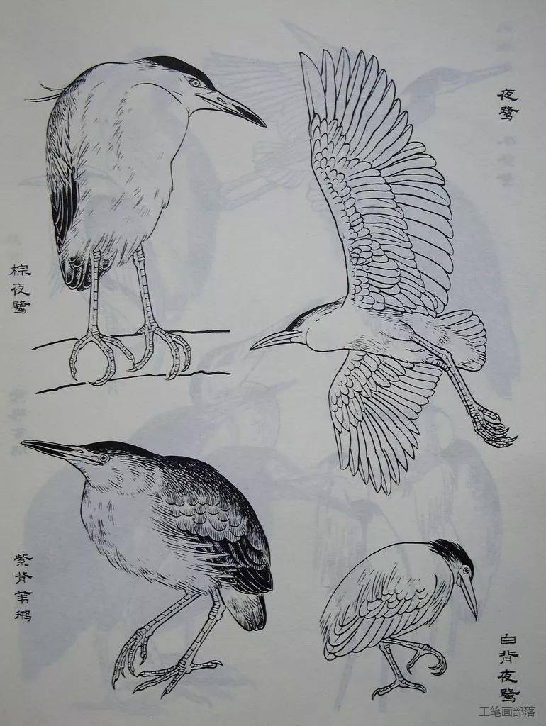 国画素材鸟类画谱分享体形结构各种鸟的神态