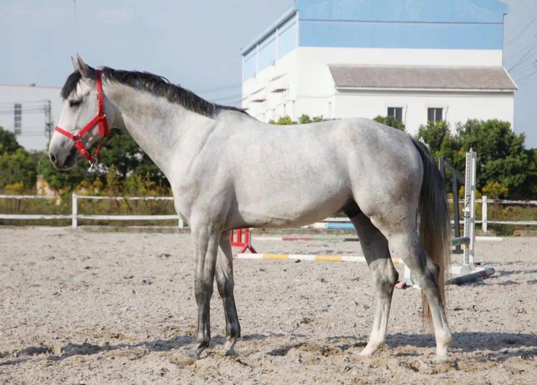 精品温血马 — 威廉已售