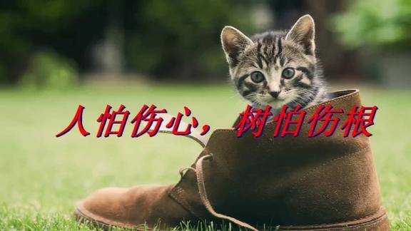 人怕伤心树怕伤根