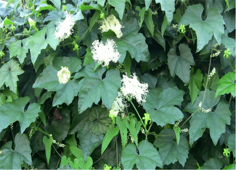 野生天花粉植物图片图片