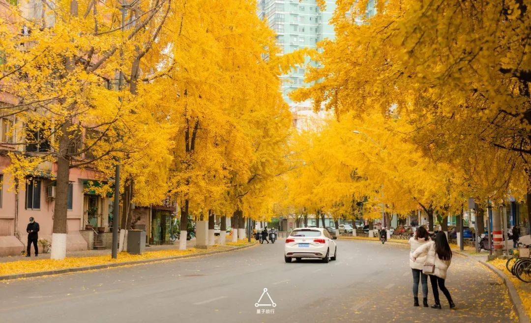 实拍成都的银杏黄黄黄黄透了