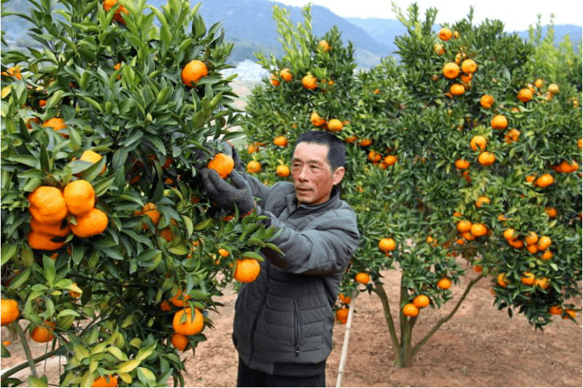 近年来,水门畲族乡立足实际乡情,大力发展水果种植业,全乡种植柑橘