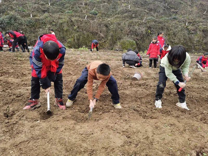 拔草挖地耕種沙灣這群孩子們帶你開展別樣的研學之旅