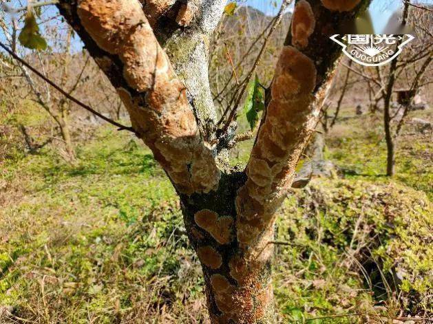 李子树膏药病图片图片