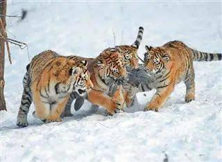 【黑龙江日报67】要闻版:踏雪探访东北虎_老虎