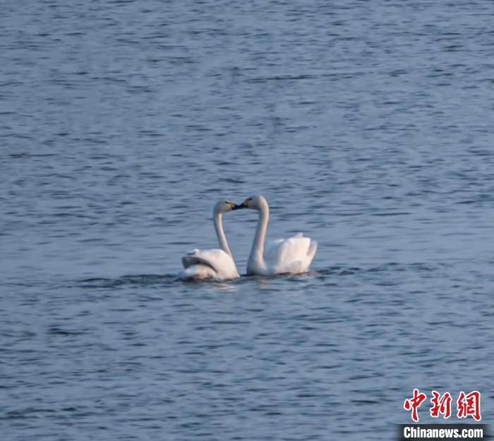 逾亿元资金助安徽升金湖生态保护 吸引10万候鸟越冬