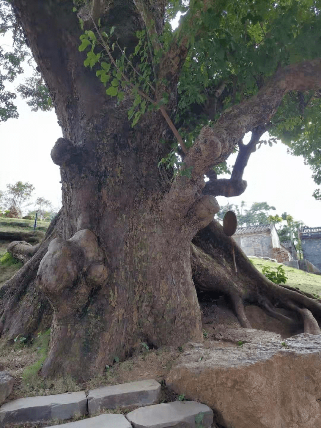 100个好故事傲视苍穹800年博鳌留客村一棵重阳树王纪事