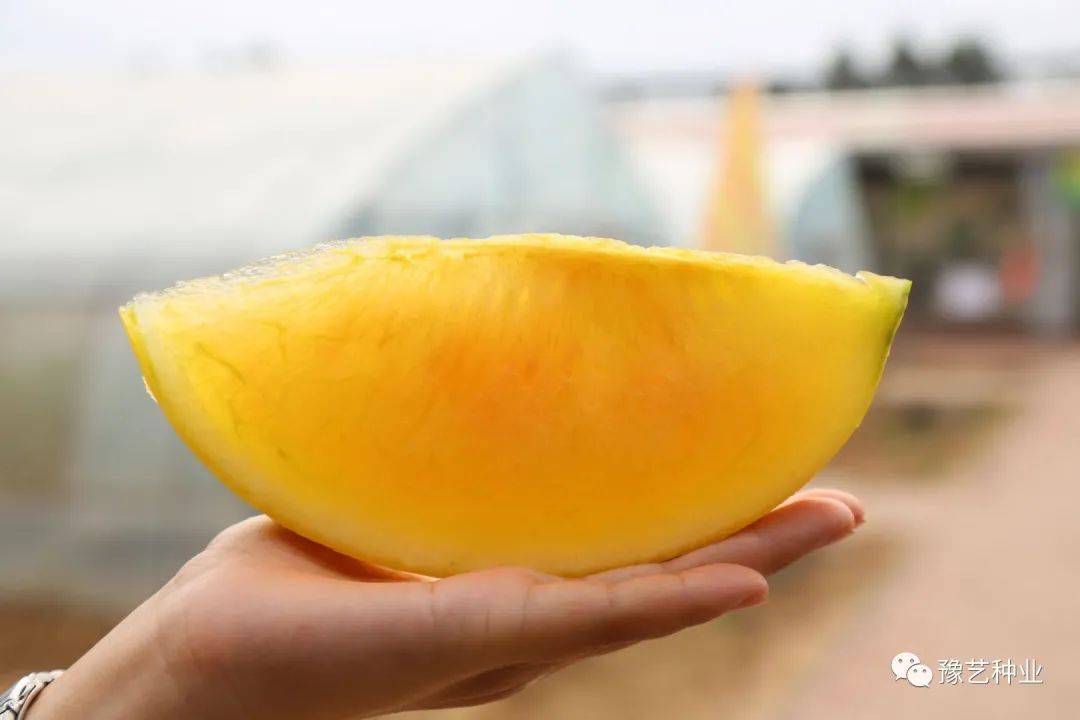豫艺黄妃具有差异化竞争优势的黄皮黄瓤礼品西瓜园区种植一道靓丽的