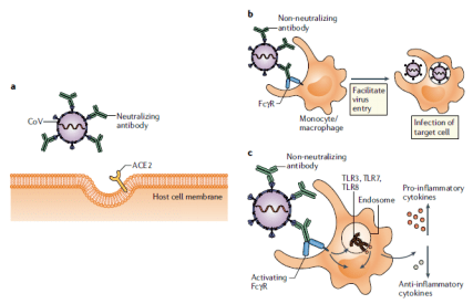 sars 病毒抗體依賴性增強(ade)抗體依賴性增強(ade)通常是非中和抗體