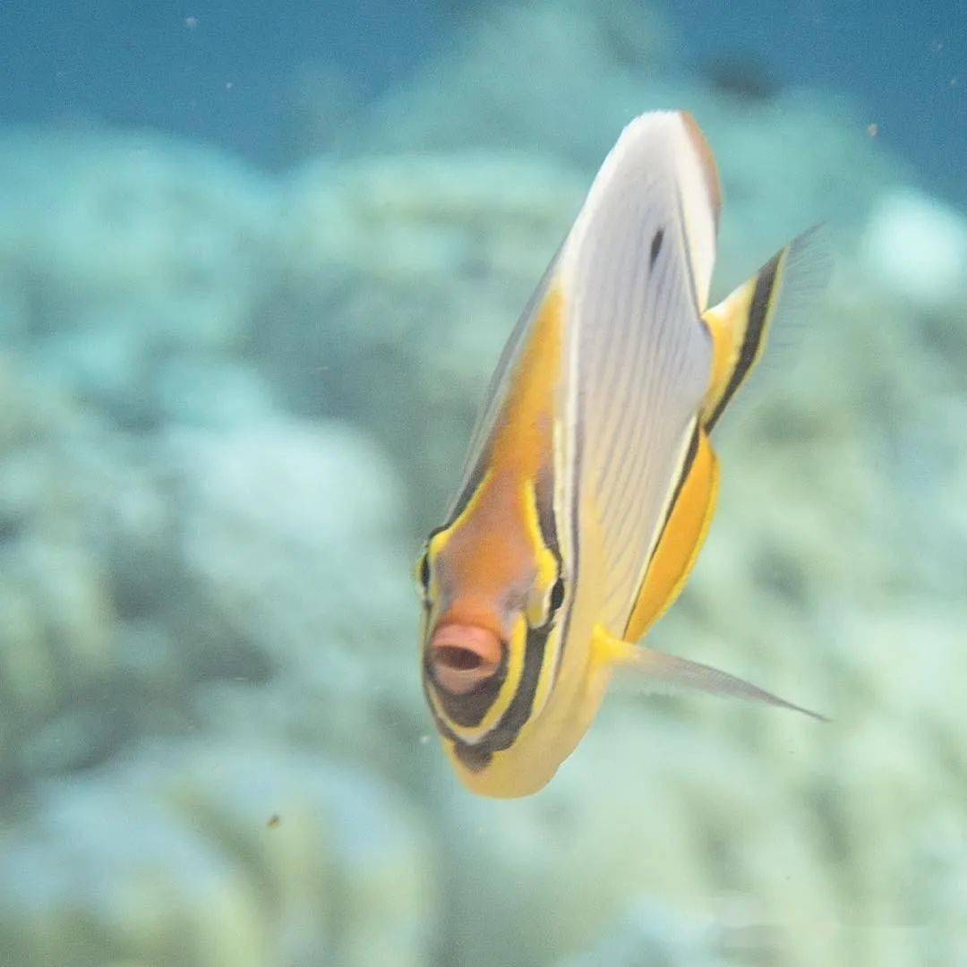 oval butterflyfish