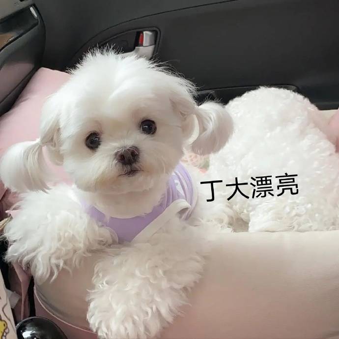 时代少年团狗塑照有不能说十分相似可以说是一模一样