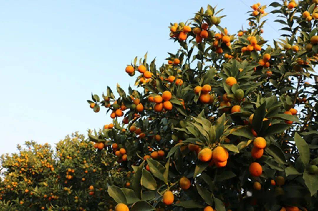 22.23金桔任吃,窑红薯,蘑菇采摘!含柴火鸡宴隆安金穗生态园纯玩1日游