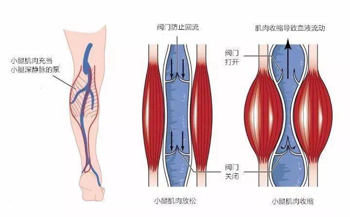 舒张期产生的负压吸引等作用外,主要依靠下肢肌肉在运动时的肌肉挤压