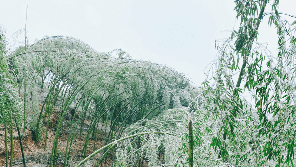 雪景太美!新一波瀘州冰雪美圖來了!