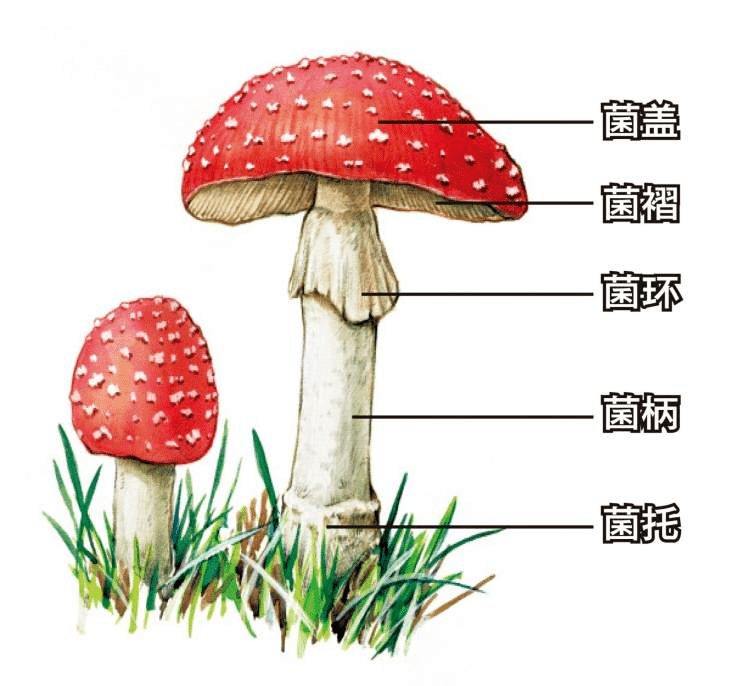蘑菇各部位名称及图片图片