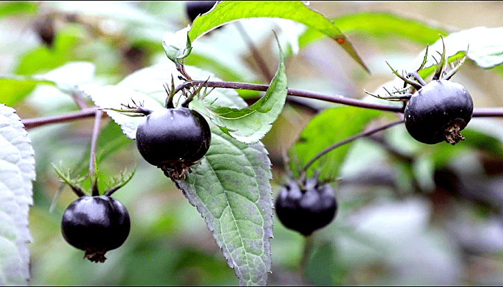 各位别着急这两天太平镇罗一村的临时党支部书记何德强正忙着为它"
