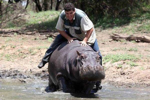 原创南非一男子被河马撕咬致死生前照顾其5年称其像自己儿子一样