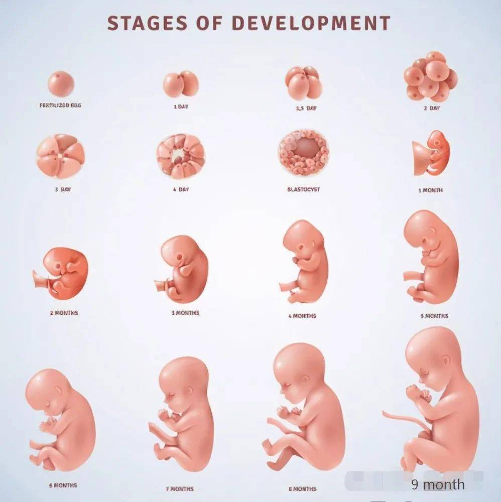 这个孕周胚胎变成胎儿,生命真正开始,别当妈了还不知道