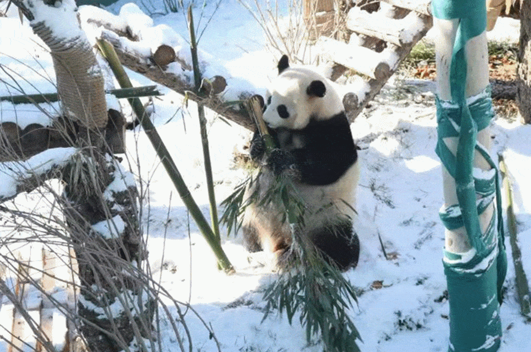 1080_717gif 动态图 动图