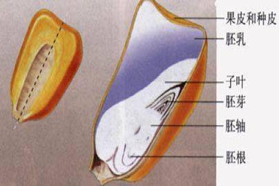 玉米种子的内部结构图片