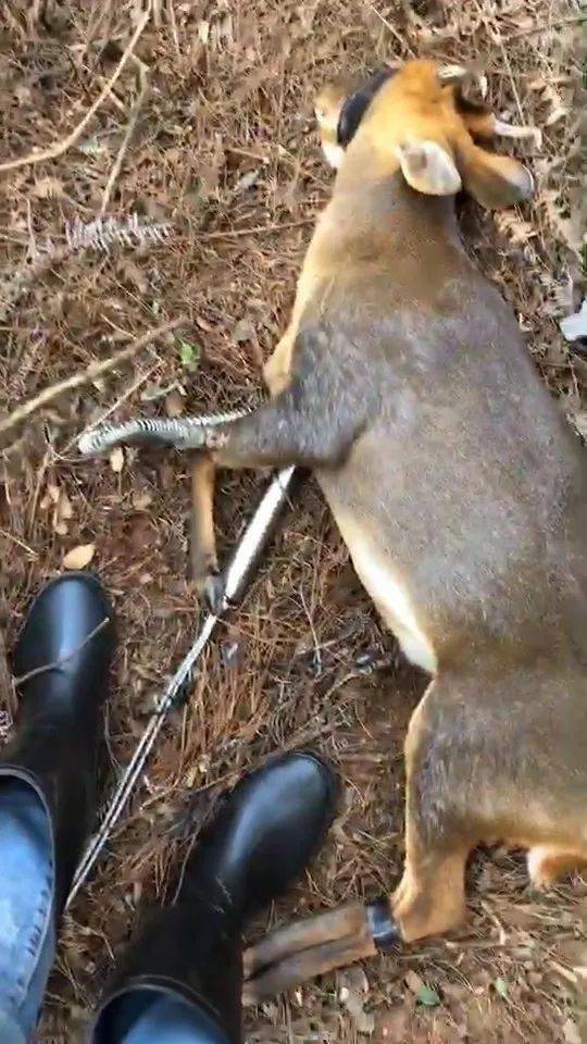 非法捕獵野生動物興國這些人栽了