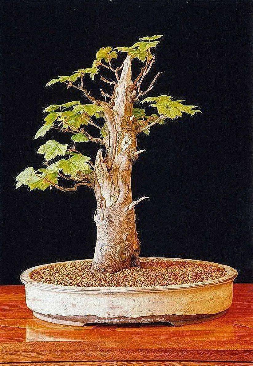 山东—了然花趣61法国梧桐也有做的非常漂亮的盆景 ,但是因为它的