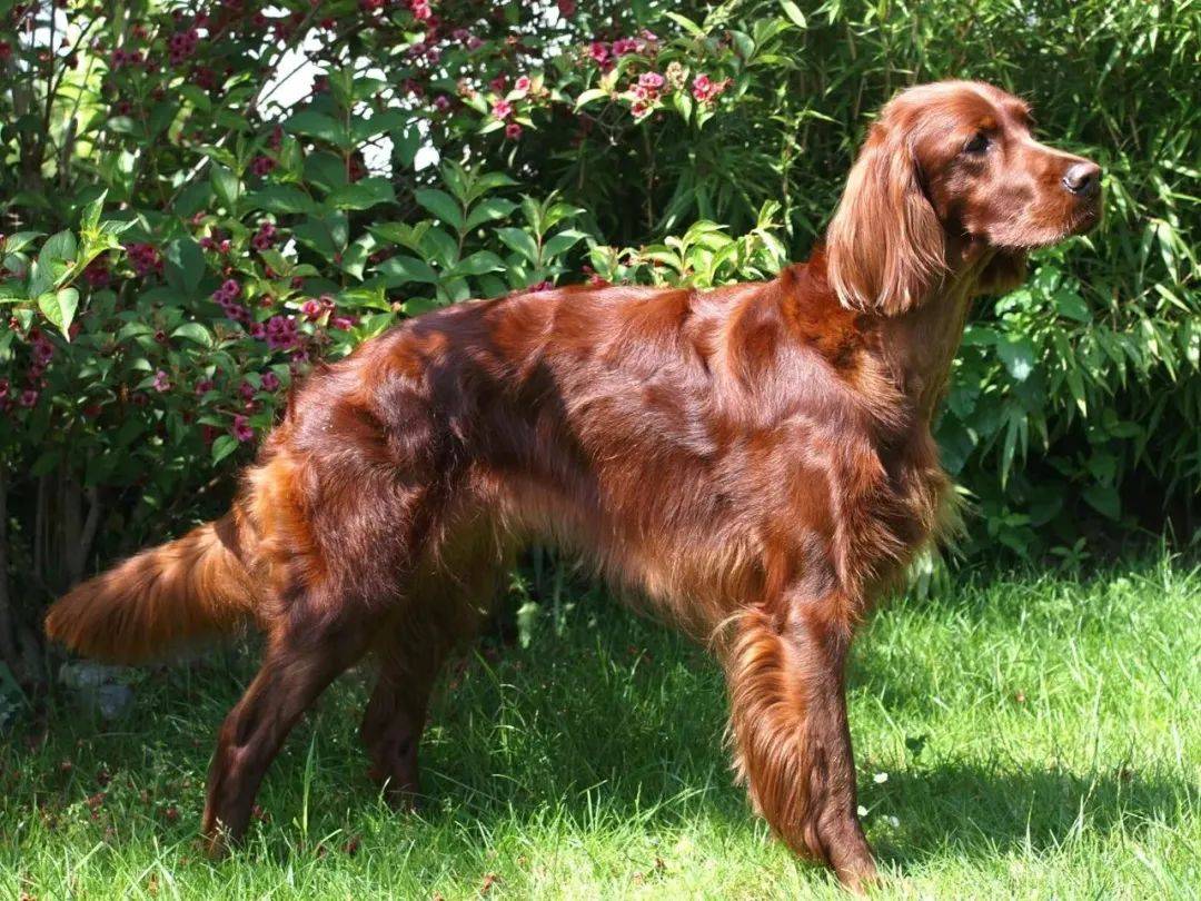 犬卡斯罗犬牛头梗犬日本土佐犬中亚牧羊犬阿根廷杜高犬巴西菲勒犬纽波