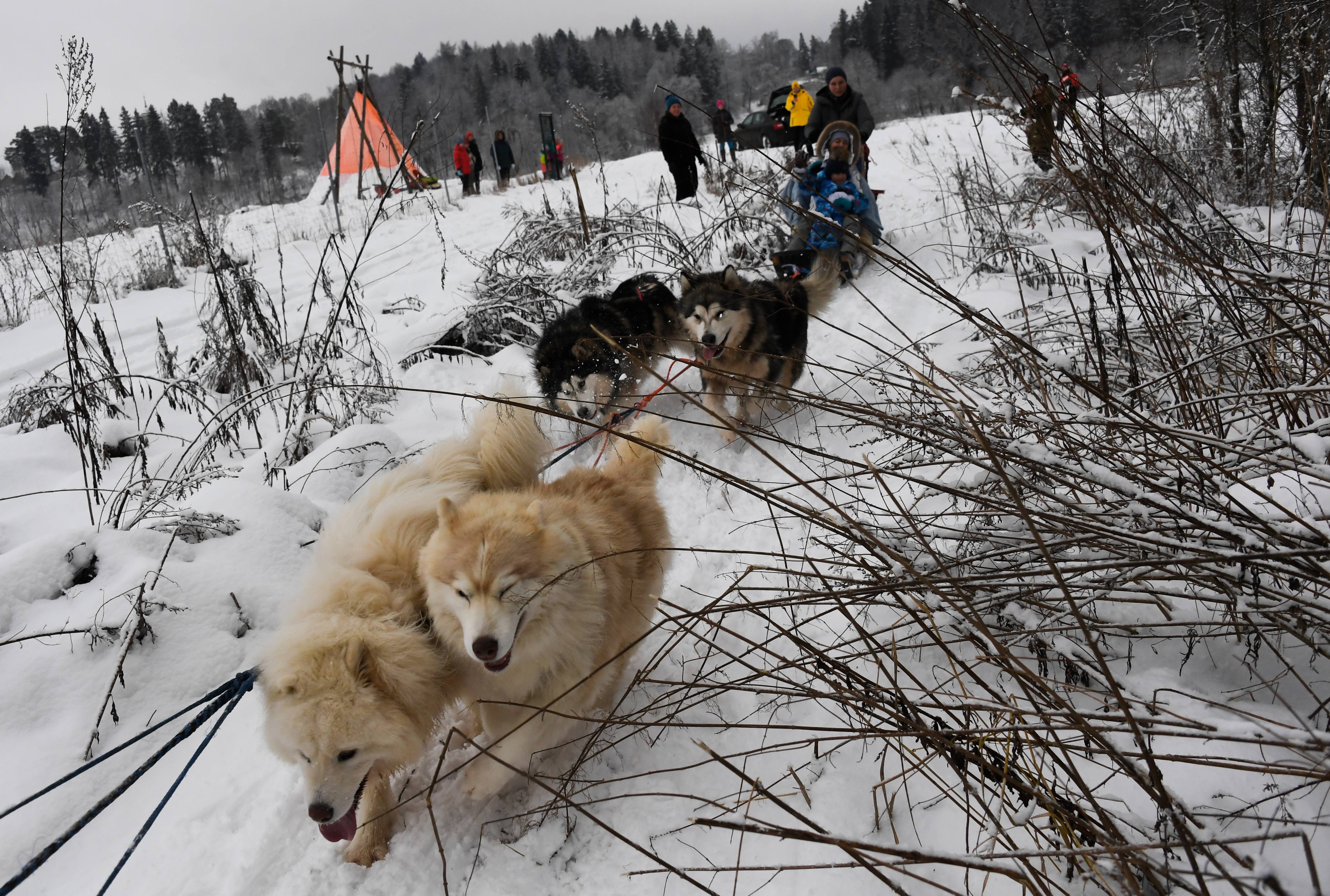 雪橇犬