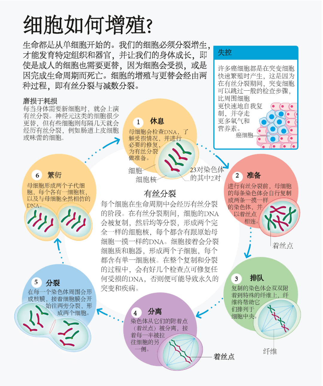 【人体对话】细胞如何增殖?